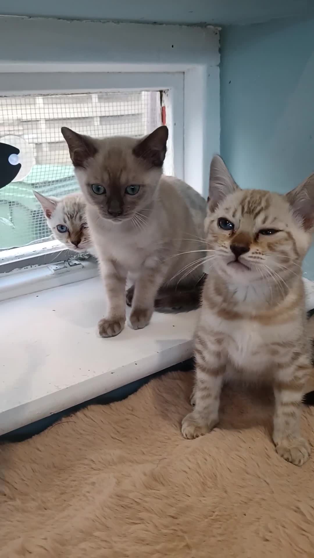 Bengal cats for sale: Tica RG Blue silver snows - Video 1