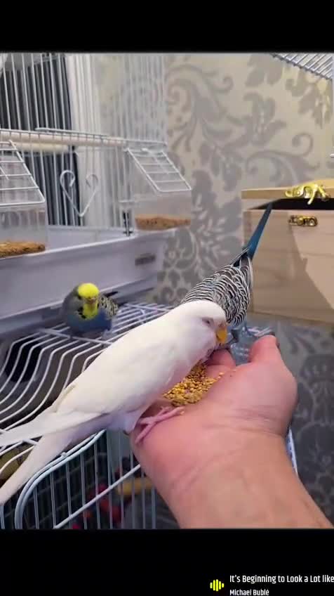 Budgerigars birds for sale: 1 male 2 female budgies  - Video 3