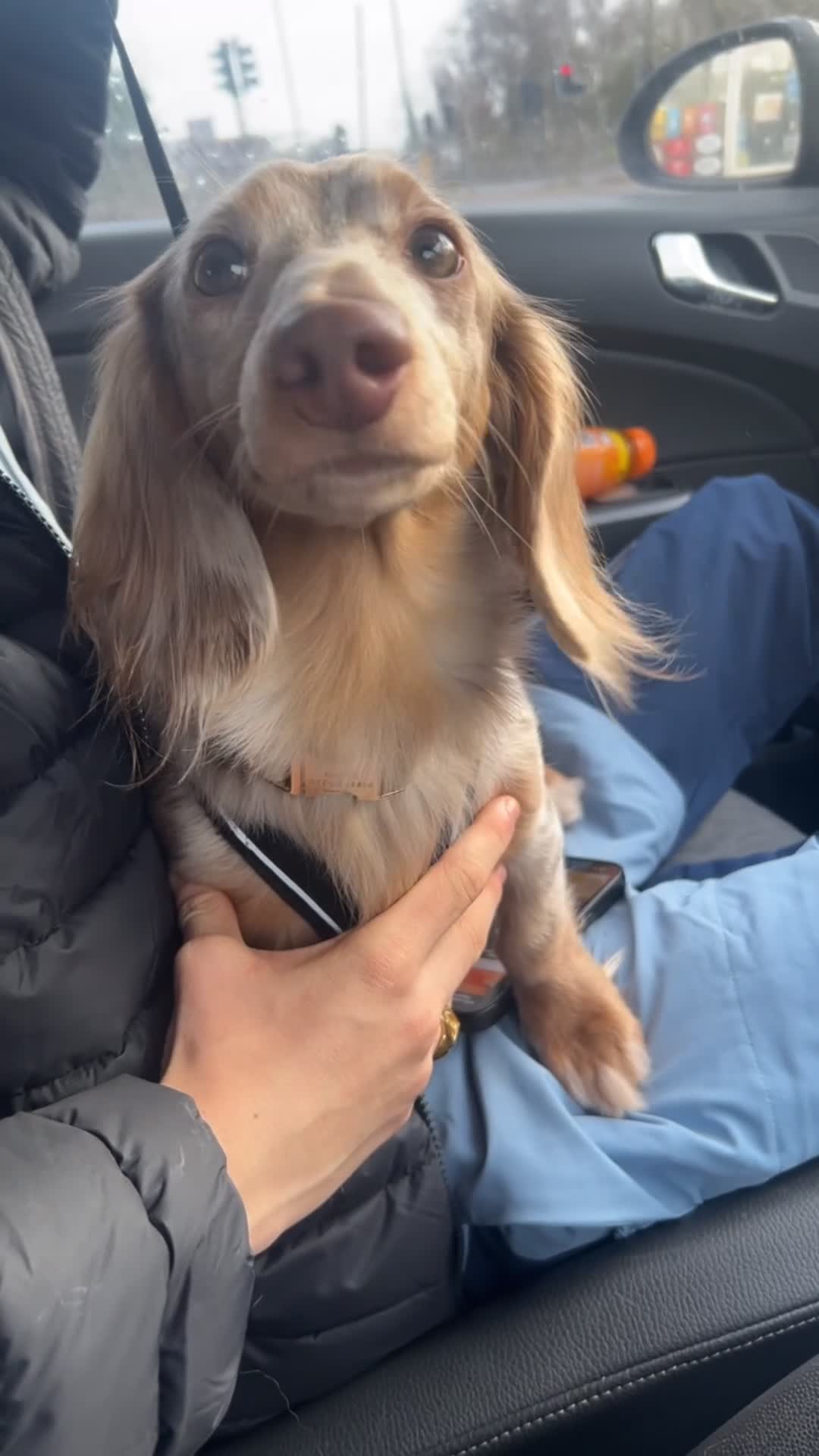 Miniature Dachshund dogs for stud: Mini dachshund stud - Video 1