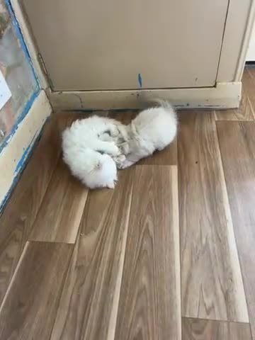 Siberian cats for sale: 💖 Home Raised Fluffy Siberian Kittens  - Video 1