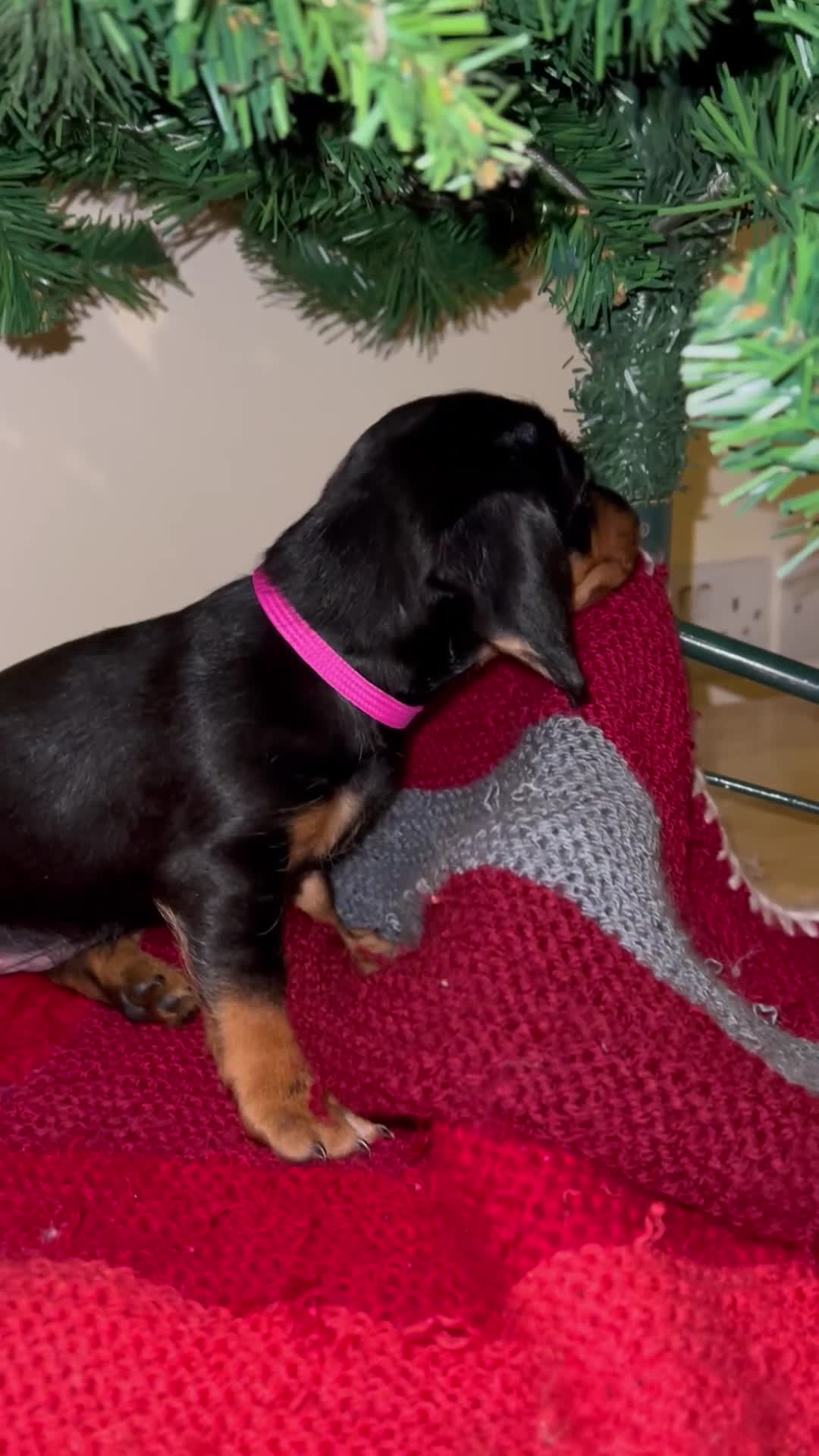 Dachshund dogs for sale: 4 pups for sale  - Video 1