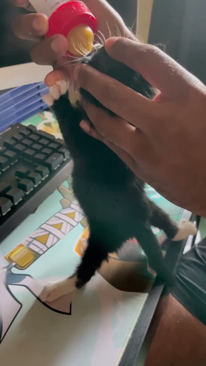 Domestic Shorthair cats for sale: 12-Week-Old Tuxedo Kitten (read description) - Video 1
