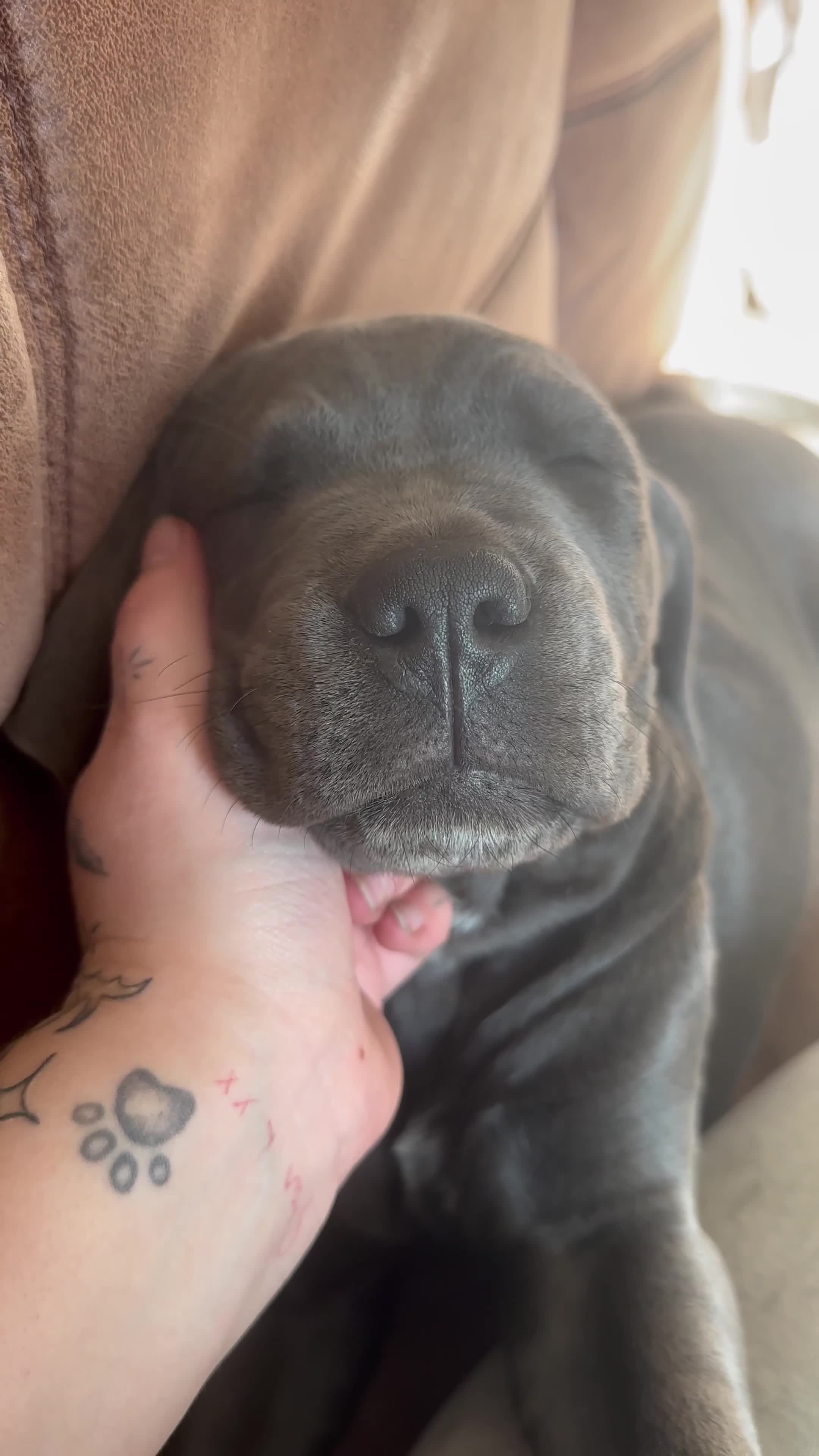 Cane Corso dogs for sale: Ready now last female cane corso  - Video 2