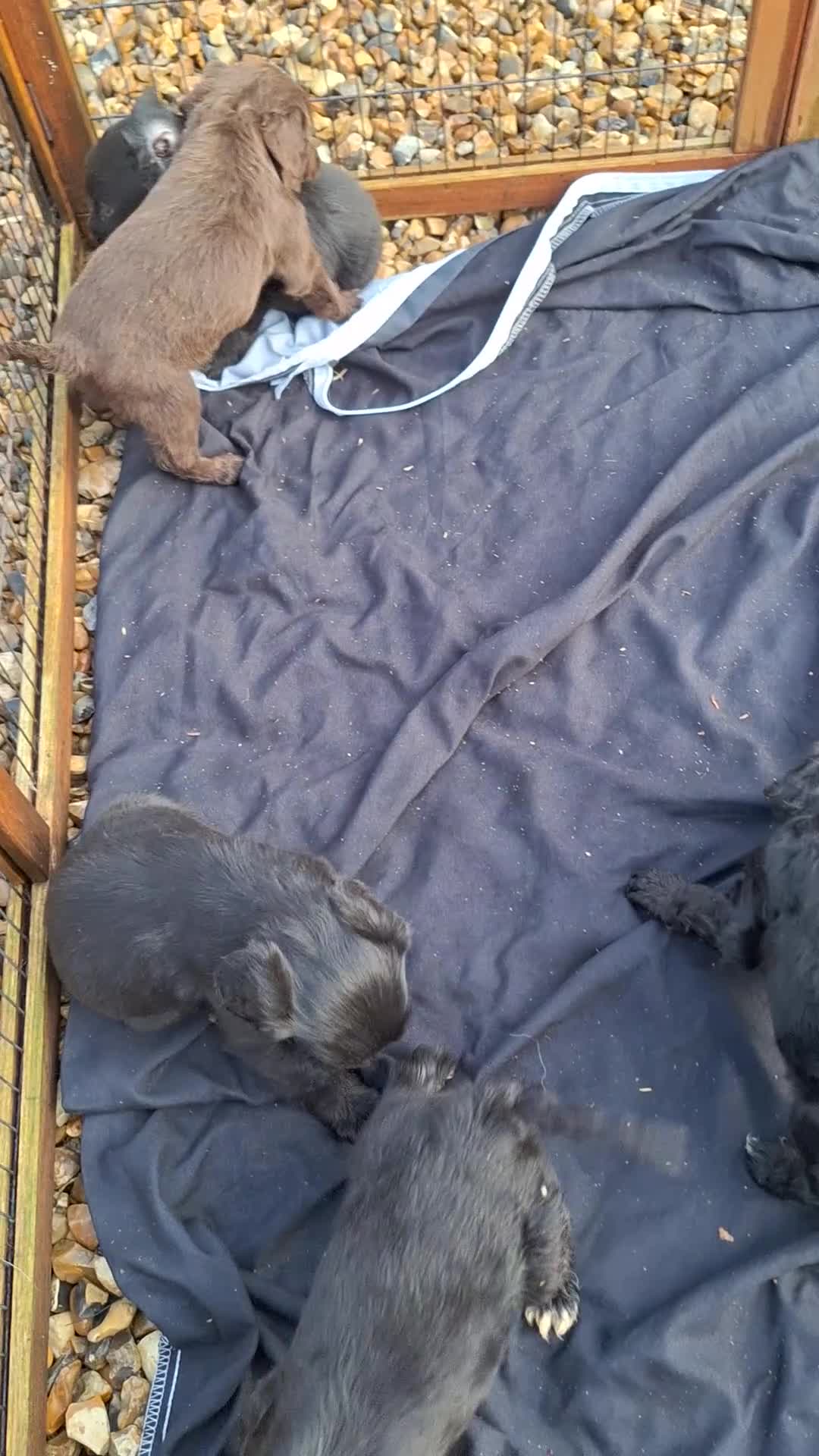 Cockapoo dogs for sale: Gorgeous cockapoo puppies available  - Video 1