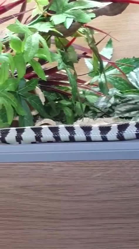 King Snake reptiles for sale: 1 Year Old Male California King Snake - Video 1