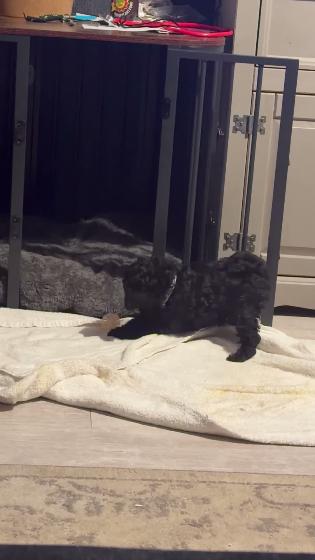Mixed Breed dogs for sale: 1 black beautiful Poochon puppy left - Video 1
