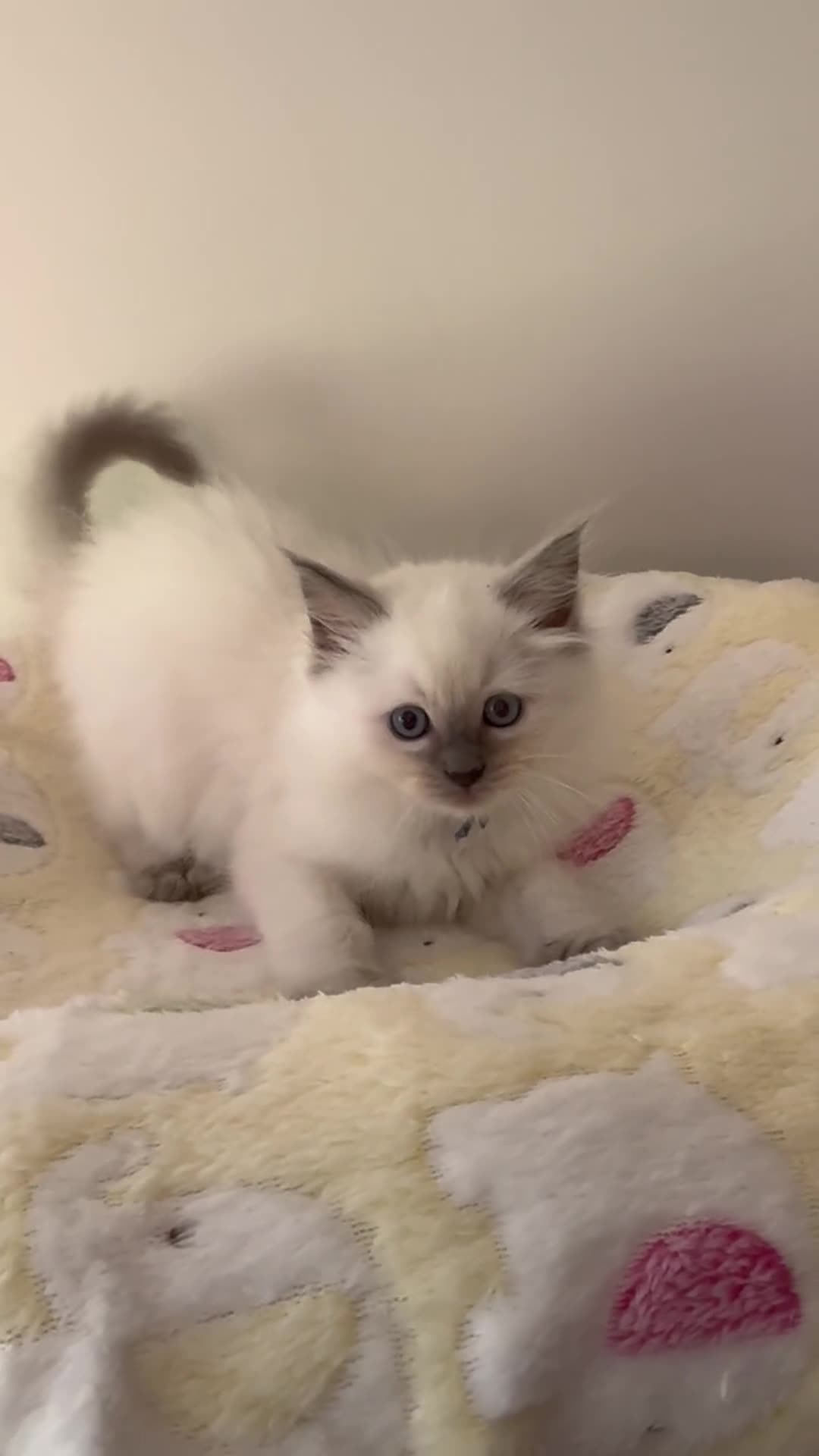Ragdoll cats for sale: Adorable Ragdoll Kittens Seeking Forever Homes - Video 5