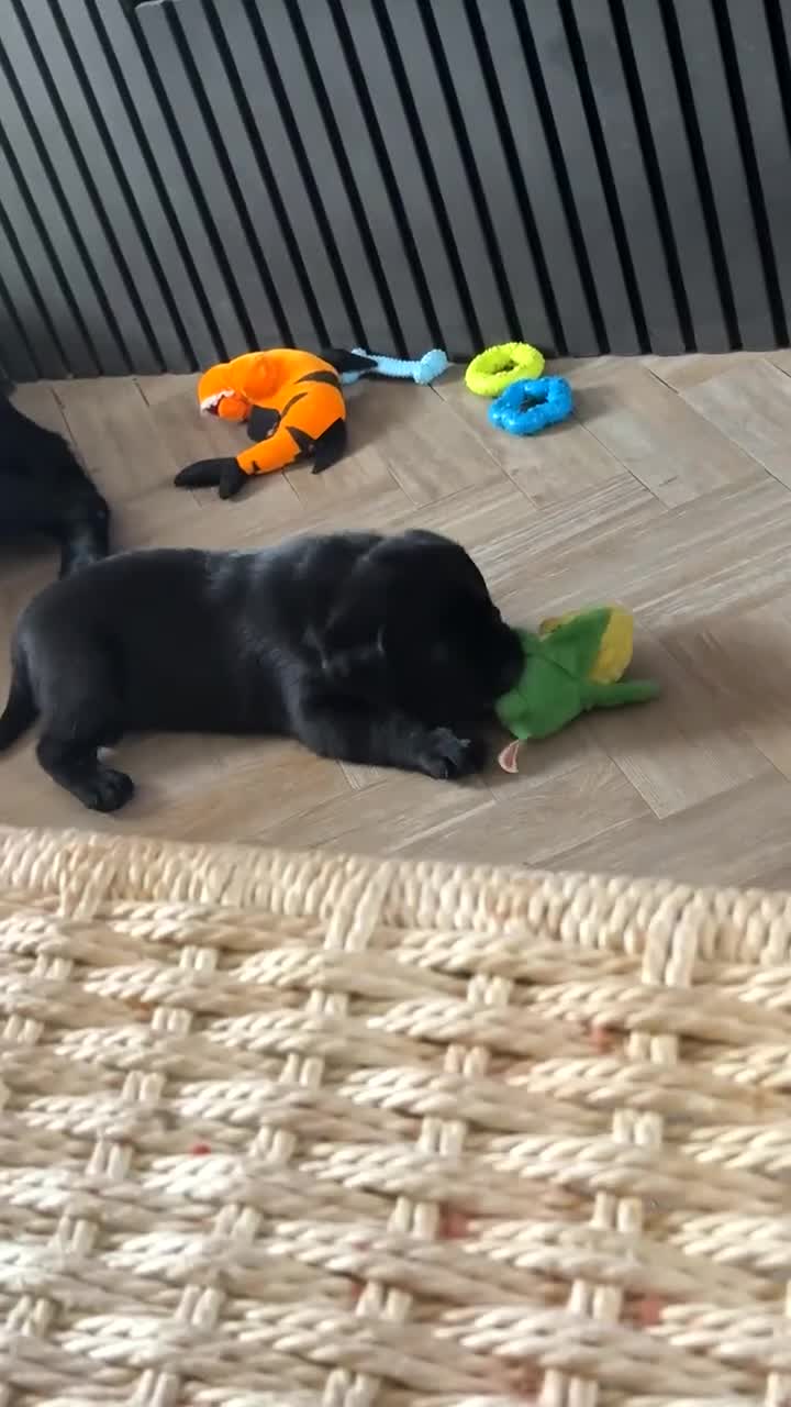 Labrador Retriever dogs for sale: KC Labrador puppies - Video 1