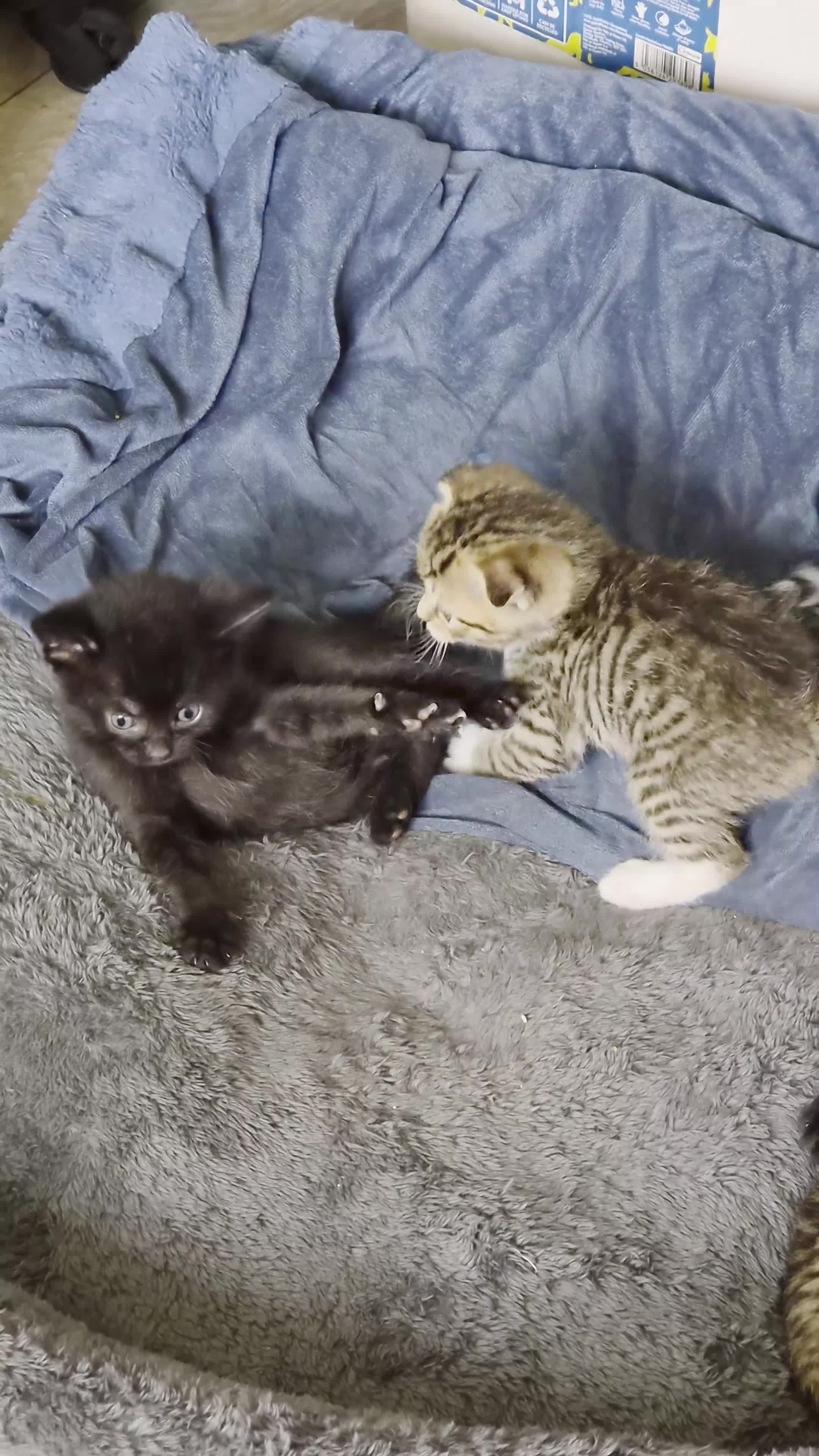 Scottish Fold cats for sale: ❤️ 6 Beautiful Scottish Fold/straight kittens ❤️ - Video 1