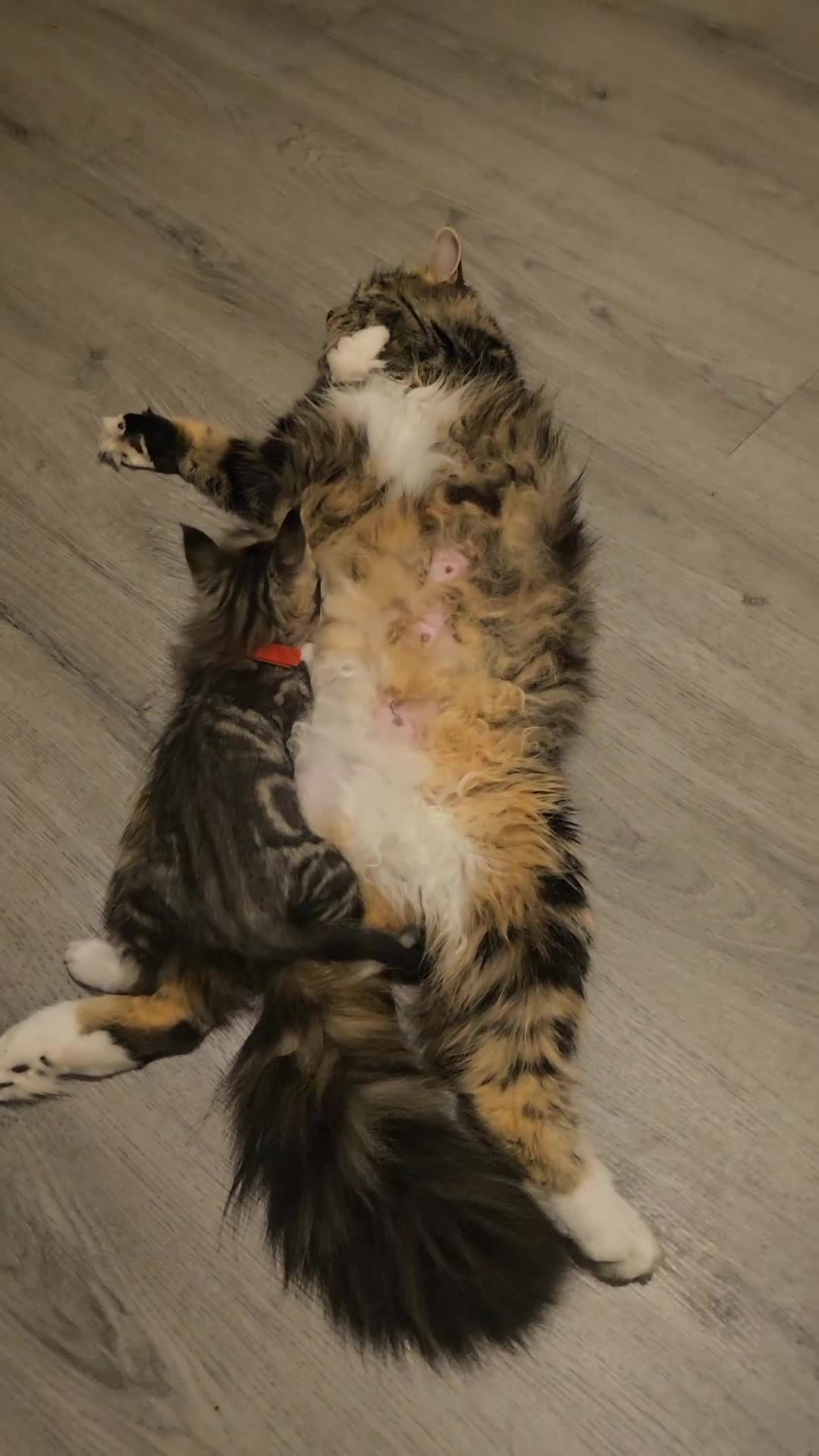 Maine Coon cats for sale: Maine Coon × Siberian  - Video 1