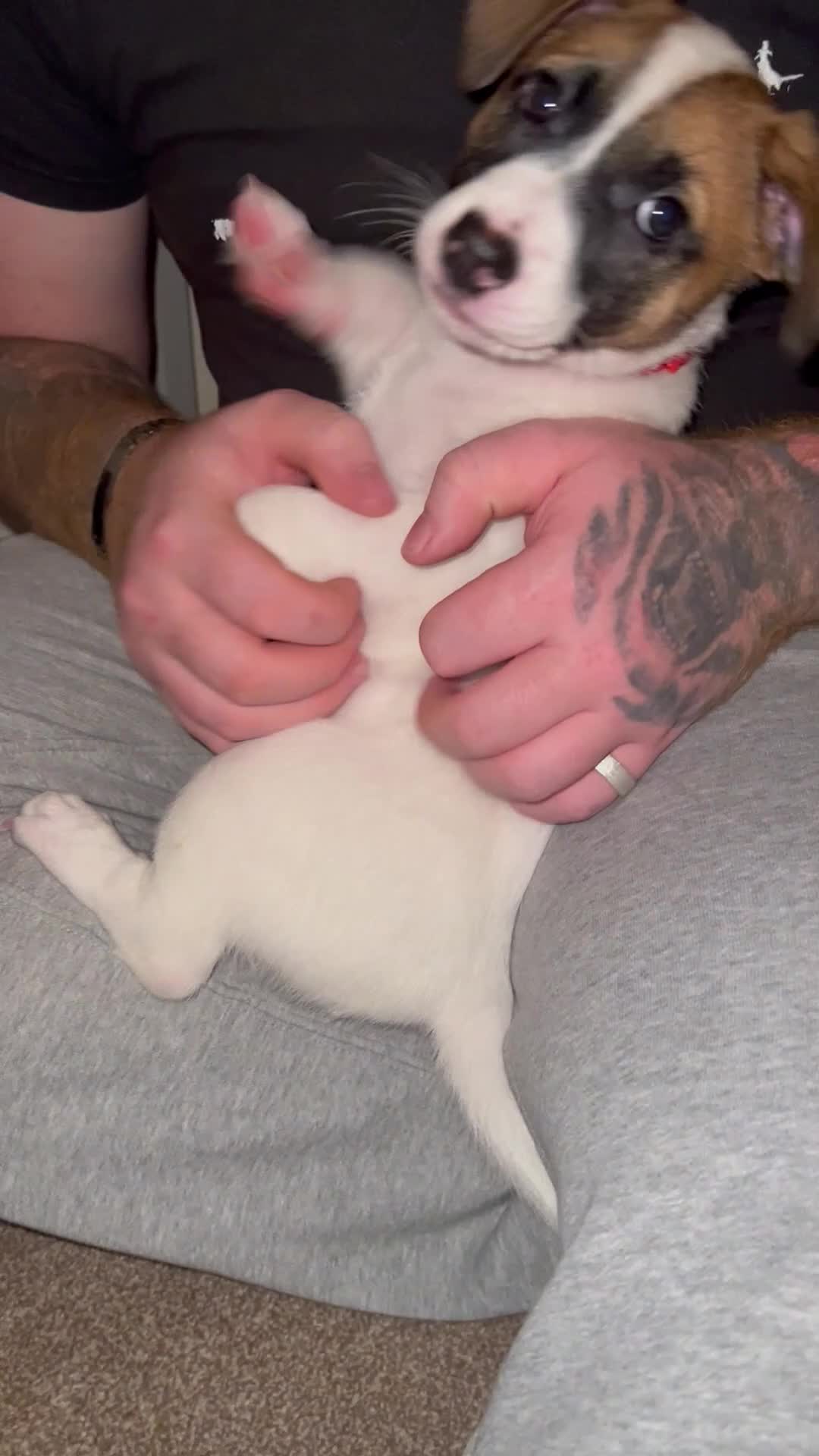 Mixed Breed dogs for sale: German Shepherd x Staffy x Jack Russell puppies  - Video 1