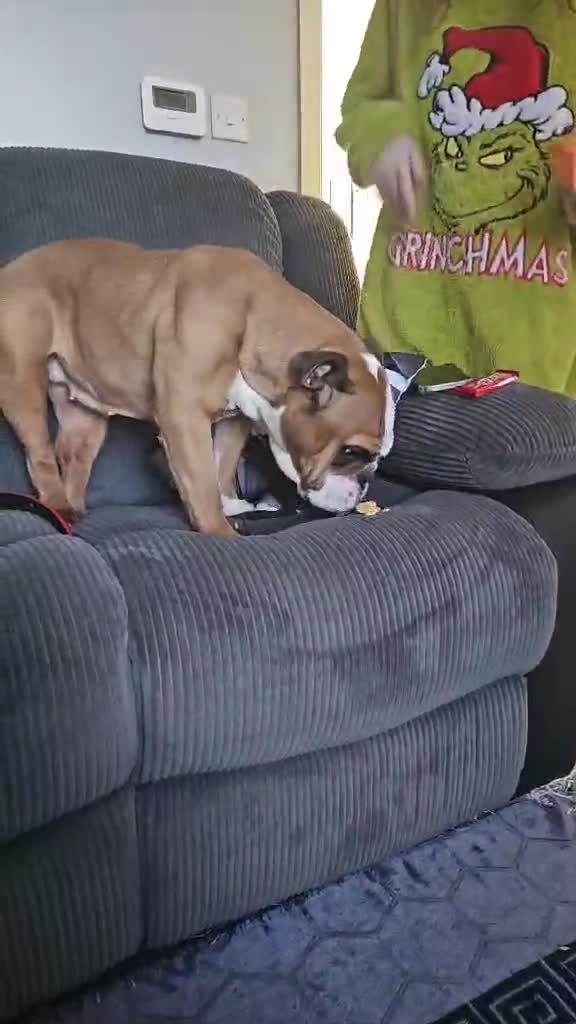 English Bulldog dogs for sale: 4 year old female bulldog  - Video 1