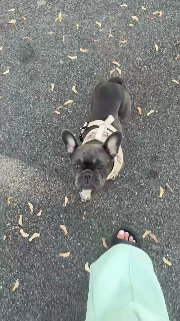 French Bulldog dogs for sale: FRENCHIE X PUPS FOR SALE  - Video 1