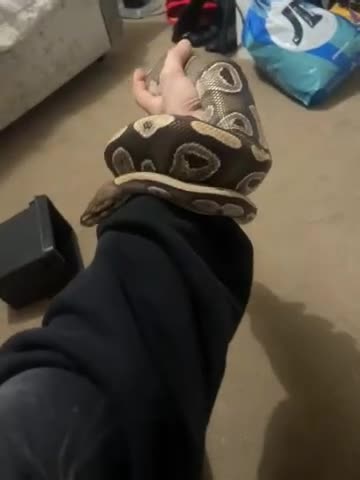 Python Snake reptiles for sale: Female Royal ball python and full setup - Video 1