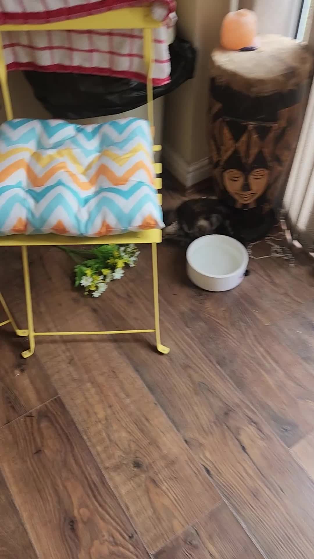 Maine Coon cats for sale: REDUCED due to buyer let down   Ginger girl  - Video 3