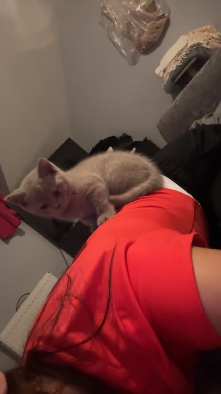 British Shorthair cats for sale: Beautiful female BSH  - Video 1