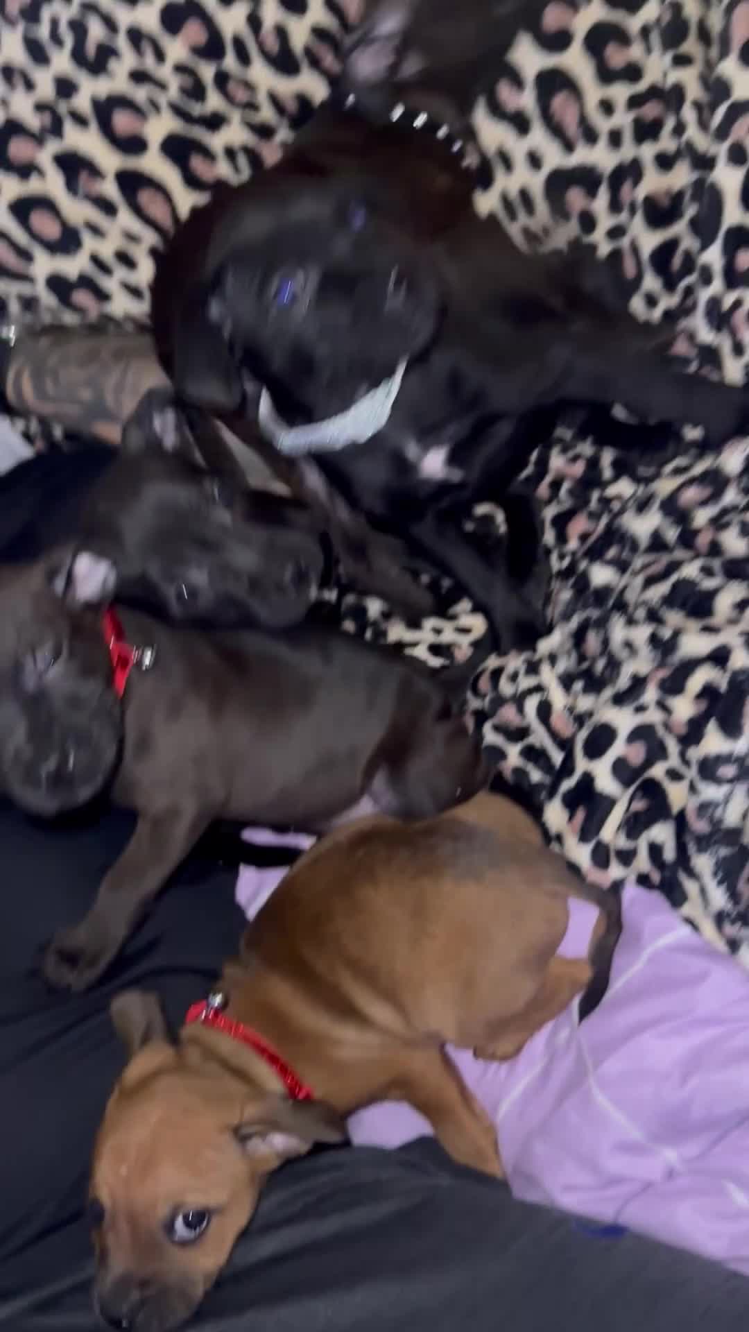 Staffordshire Bull Terrier dogs for sale: Stunning staff puppies  - Video 2