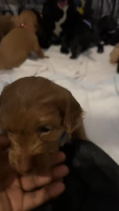 Doxiepoo dogs for sale: Stunning Doxiepoo Puppies for sale  - Video 2