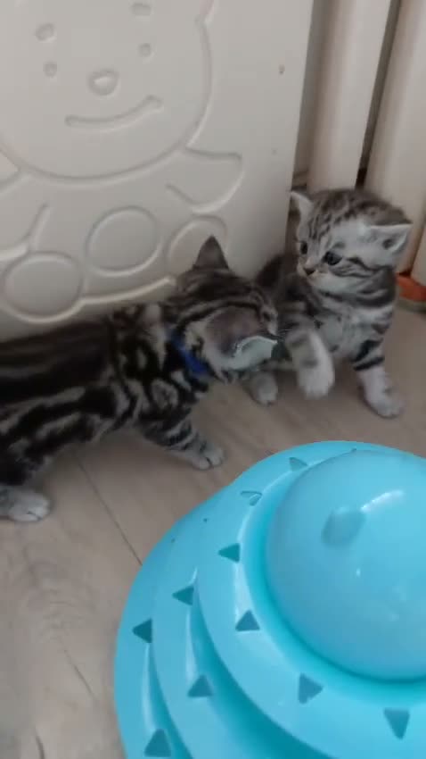British Shorthair cats for sale: Original BSH Silver Tabby kittens  - Video 1