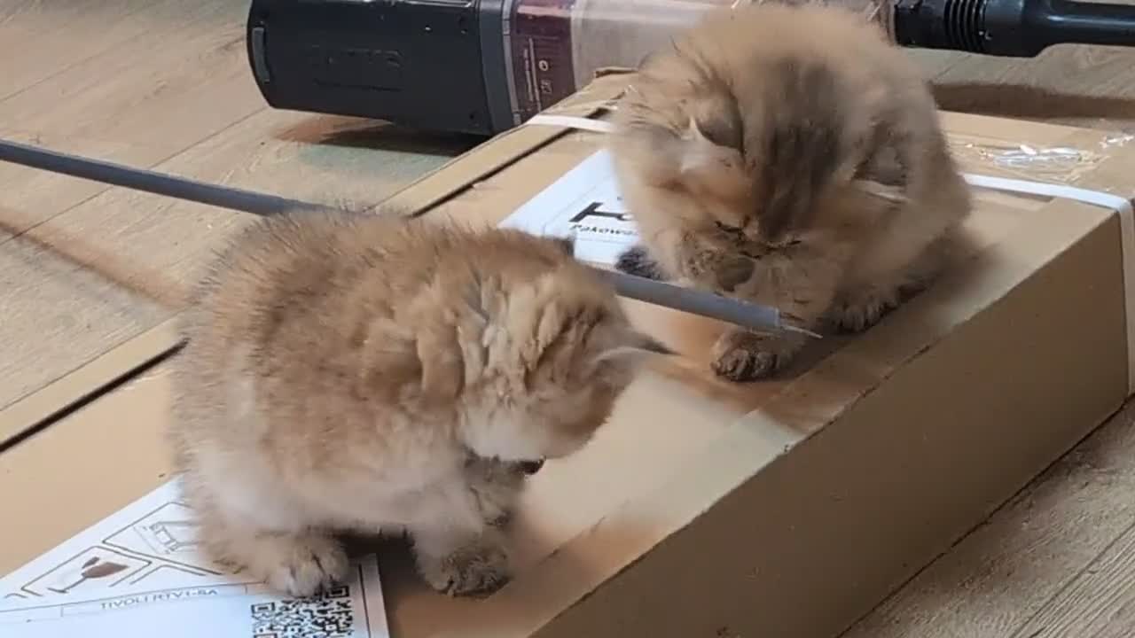 British Shorthair cats for sale: Kitten  - Video 1
