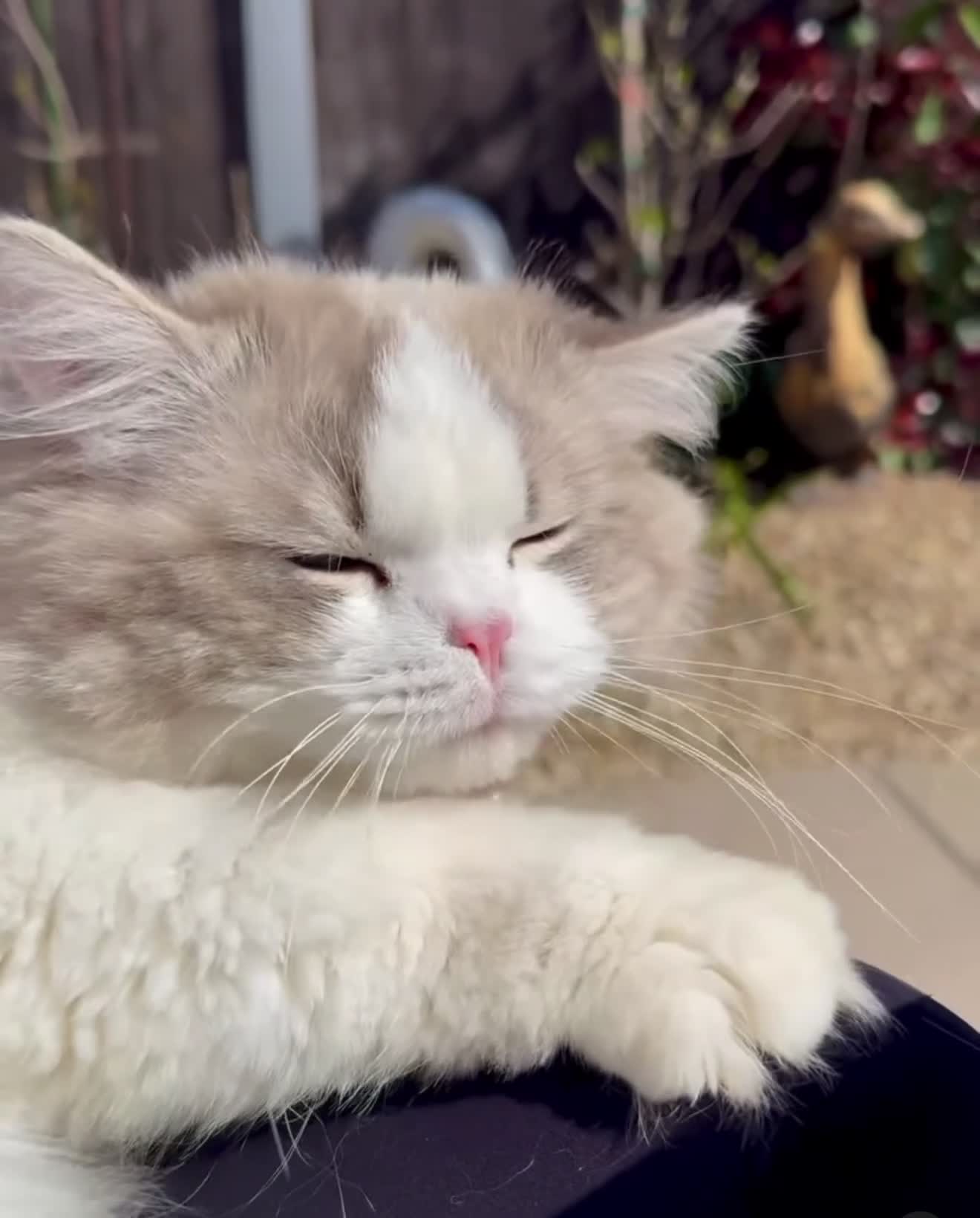 Ragdoll cats for sale: Pet spayed/neutered kittens  - Video 2