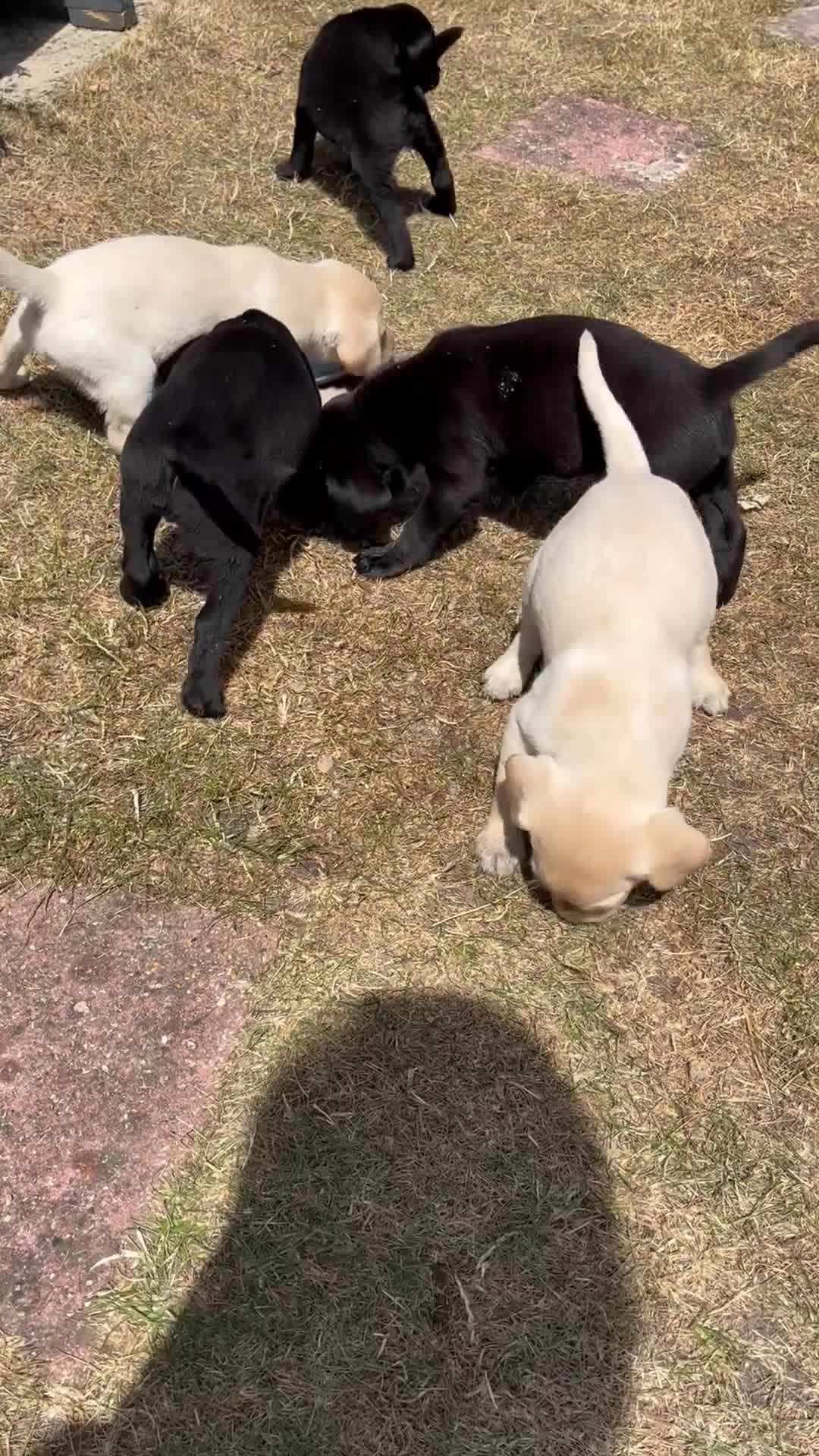 Labrador Retriever dogs for sale: Fantastic Labrador puppies - Video 1