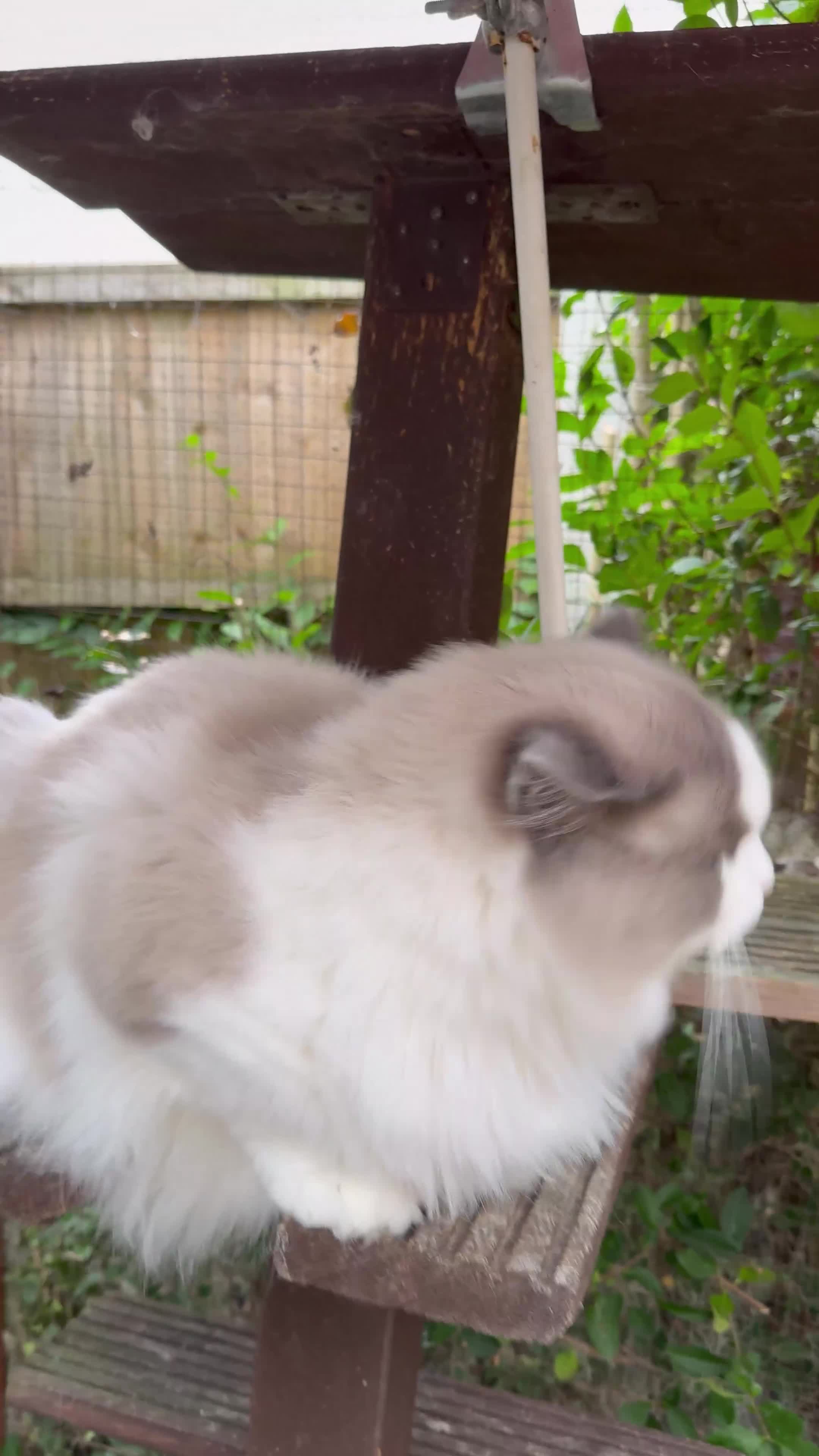 Ragdoll cats for sale: Ragdoll adult  Tica  - Video 2