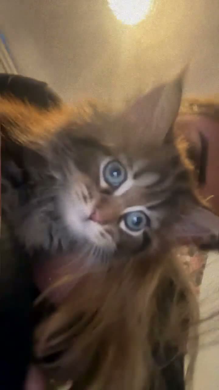 Mixed Breed cats for sale: Kittens  - Video 1