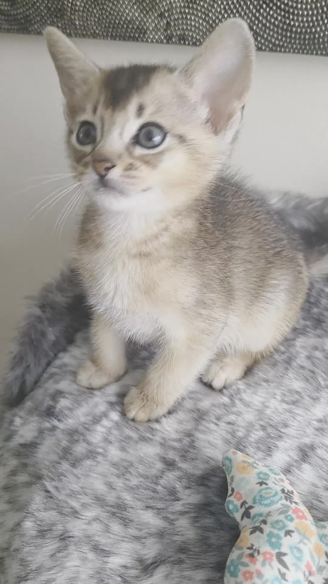 Abyssinian cats for sale: 💥Last TICA Registered Kitten Available💥! ❤️ - Video 2