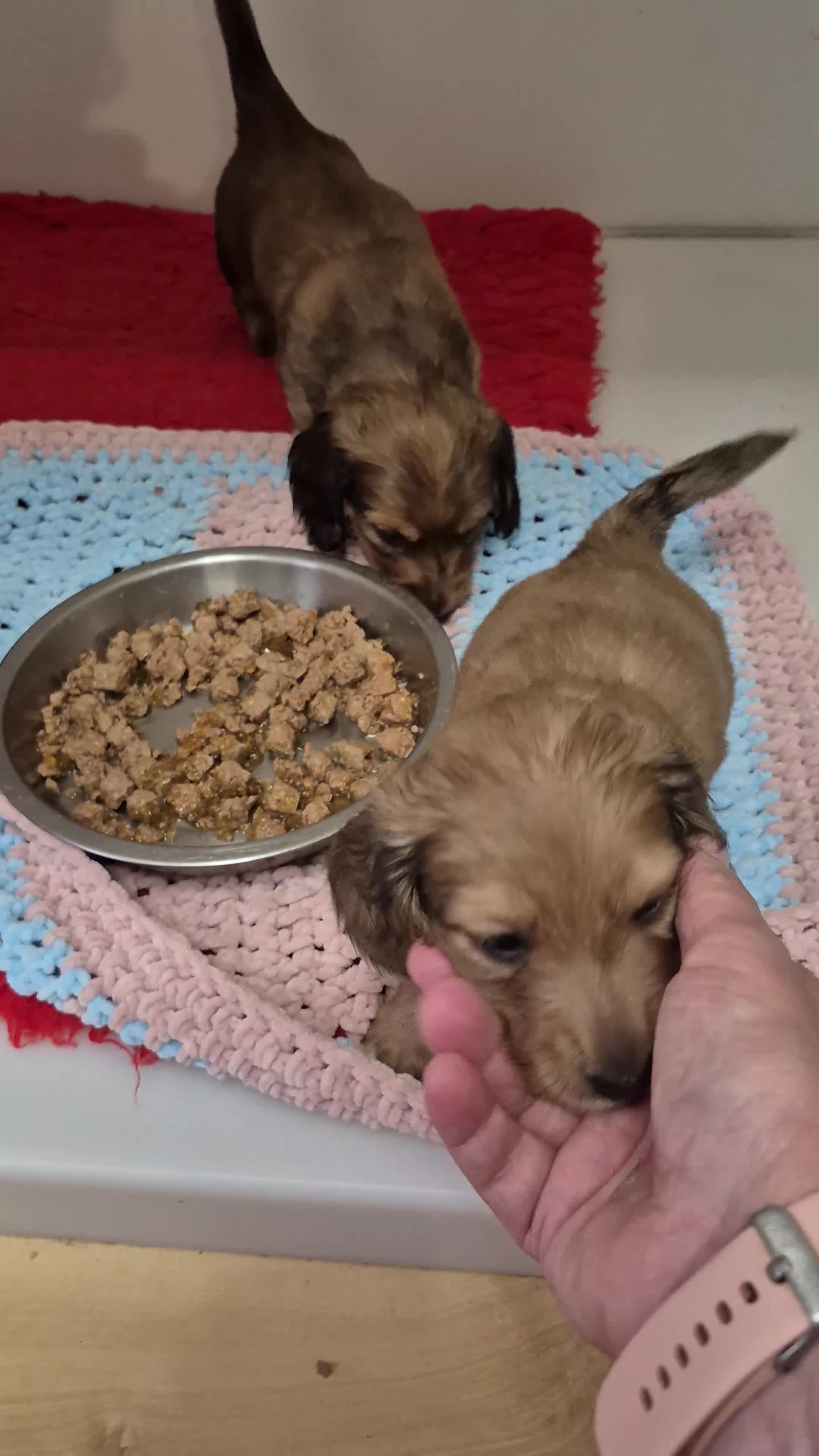 Dachshund dogs for sale:  Stunning Miniature longhaired dachshund puppies  - Video 1