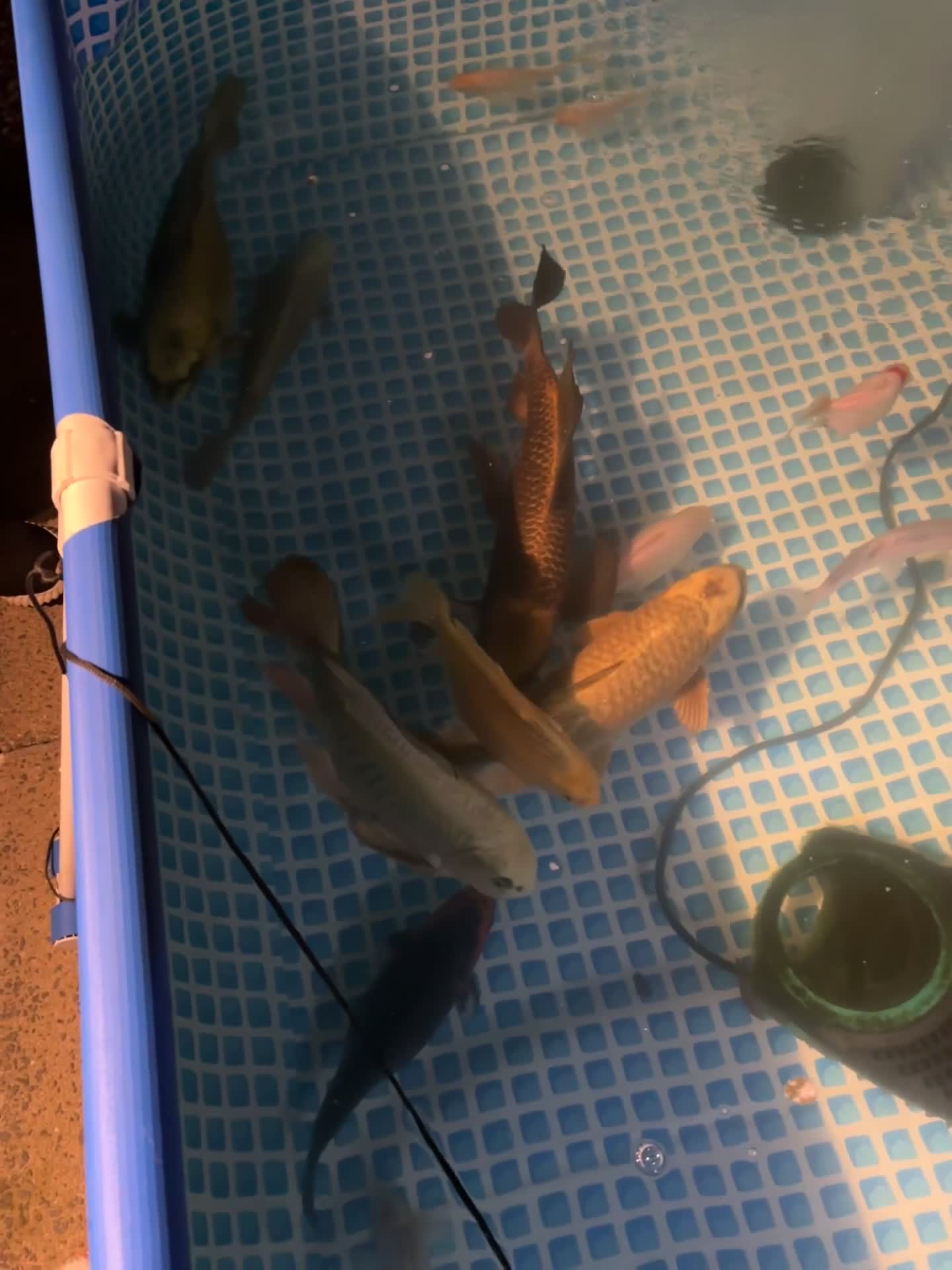 Koi Carp fish for sale: Beautiful koi and orfes  in Dursley - Video 1