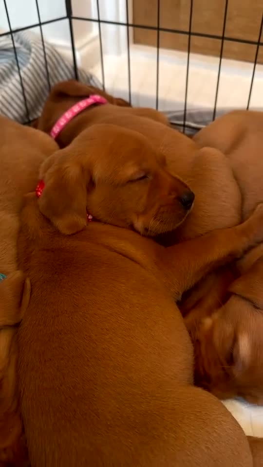 Labrador Retriever dogs for sale: Stunning fox red Labrador pups 🐶  in Rotherham - Video 2
