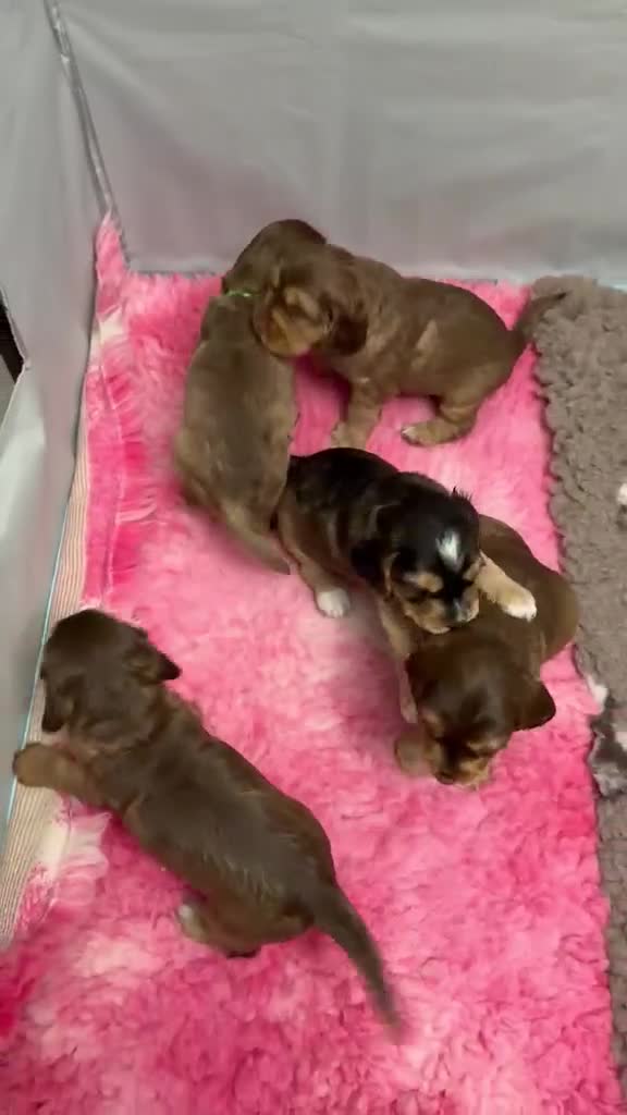 Cockapoo dogs for sale: Smooth cockapoo puppies - Video 1