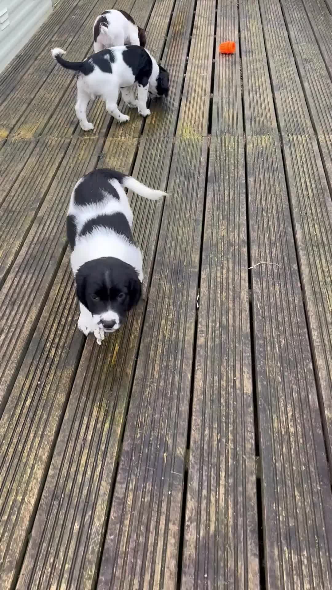 English Springer Spaniel dogs for sale: Stunning English Springer spaniel puppies  in Burntwood - Video 1