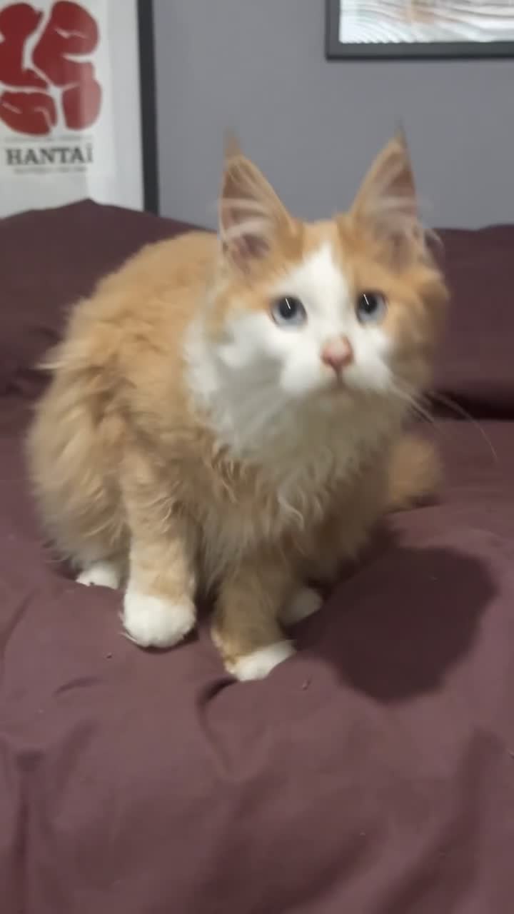 Maine Coon cats for sale: Blue eyed maine coon girl for sale  - Video 2