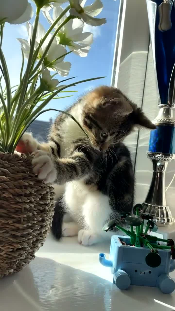 Mixed Breed cats for sale: Ragdoll cross kittens  - Video 1