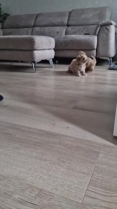 Maltipoo dogs for sale: Maltipoo - Video 2