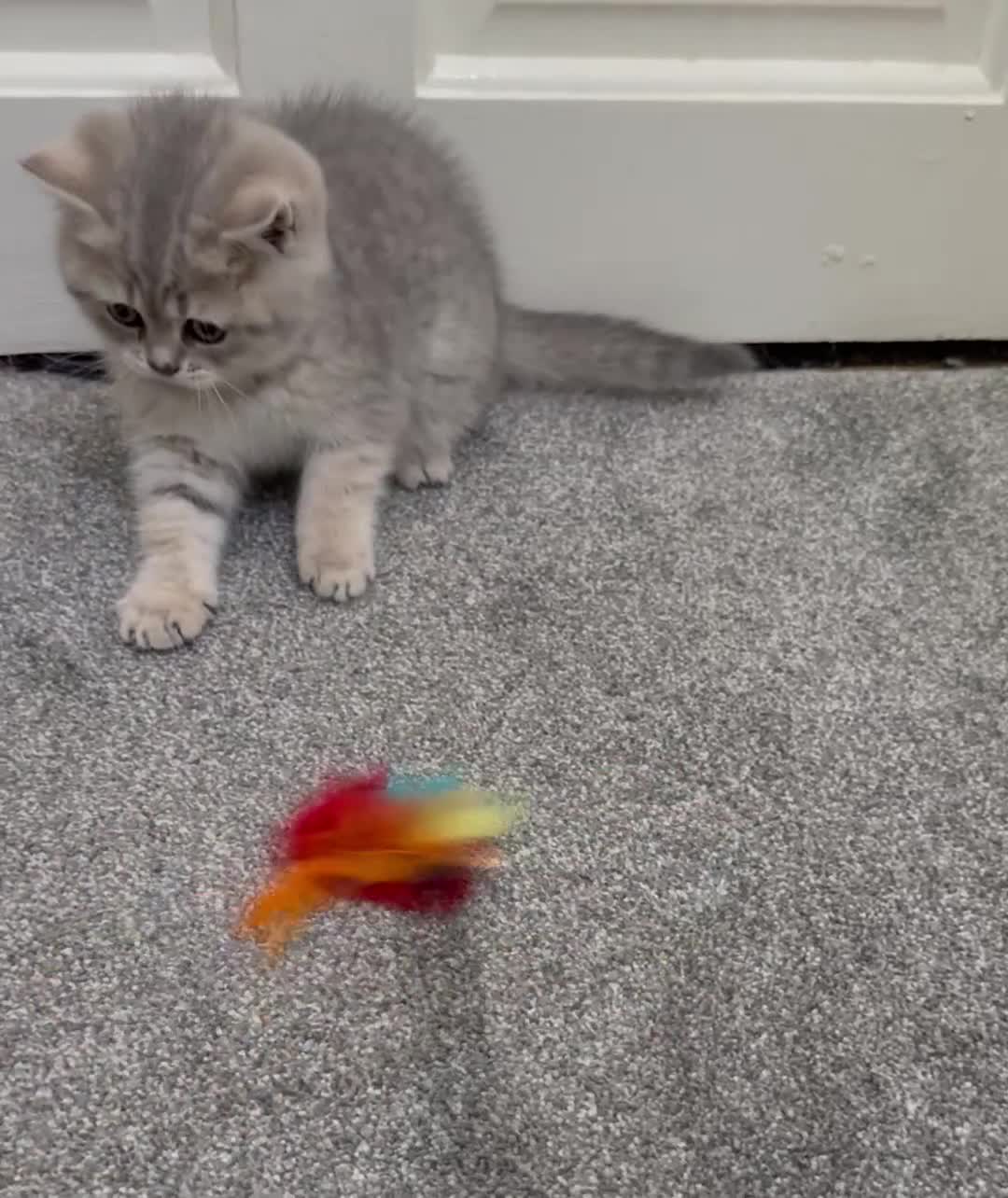 British Shorthair cats for sale: British Shorthair Kittens – Ready for Loving Homes - Video 1