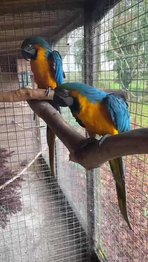 Macaws birds for sale: Proven breeding pair blue & gold macaws - Video 2