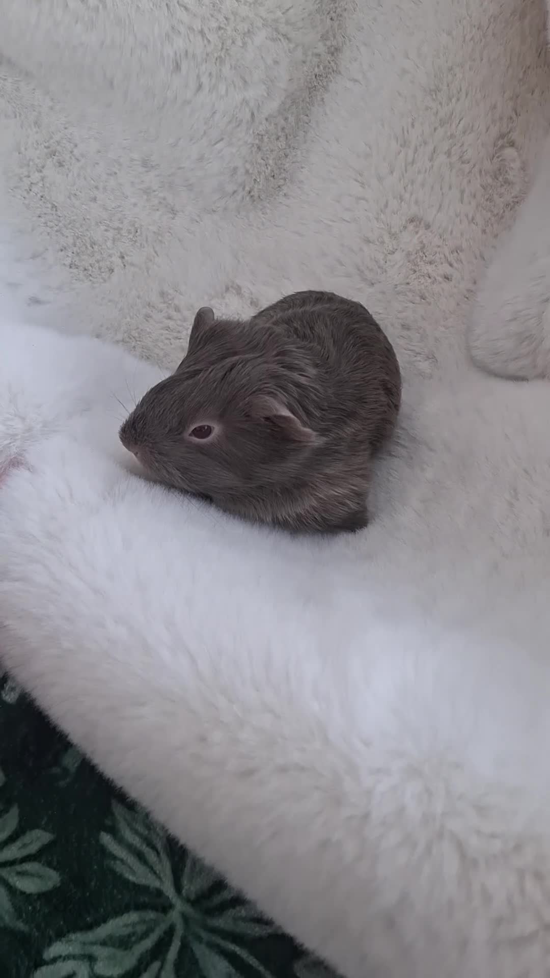 Guinea Pig rodents for sale: Bonded pair of female guinea pigs  - Video 2