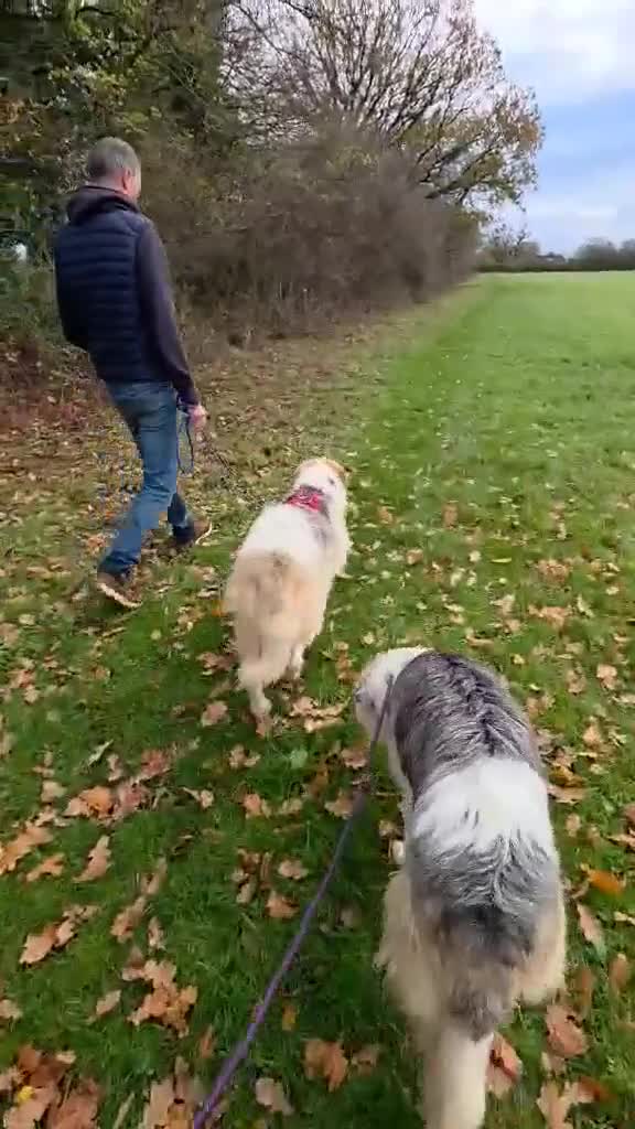 Mixed Breed dogs for adoption: Harley 💙 ( & brother Hershey )  - Video 3