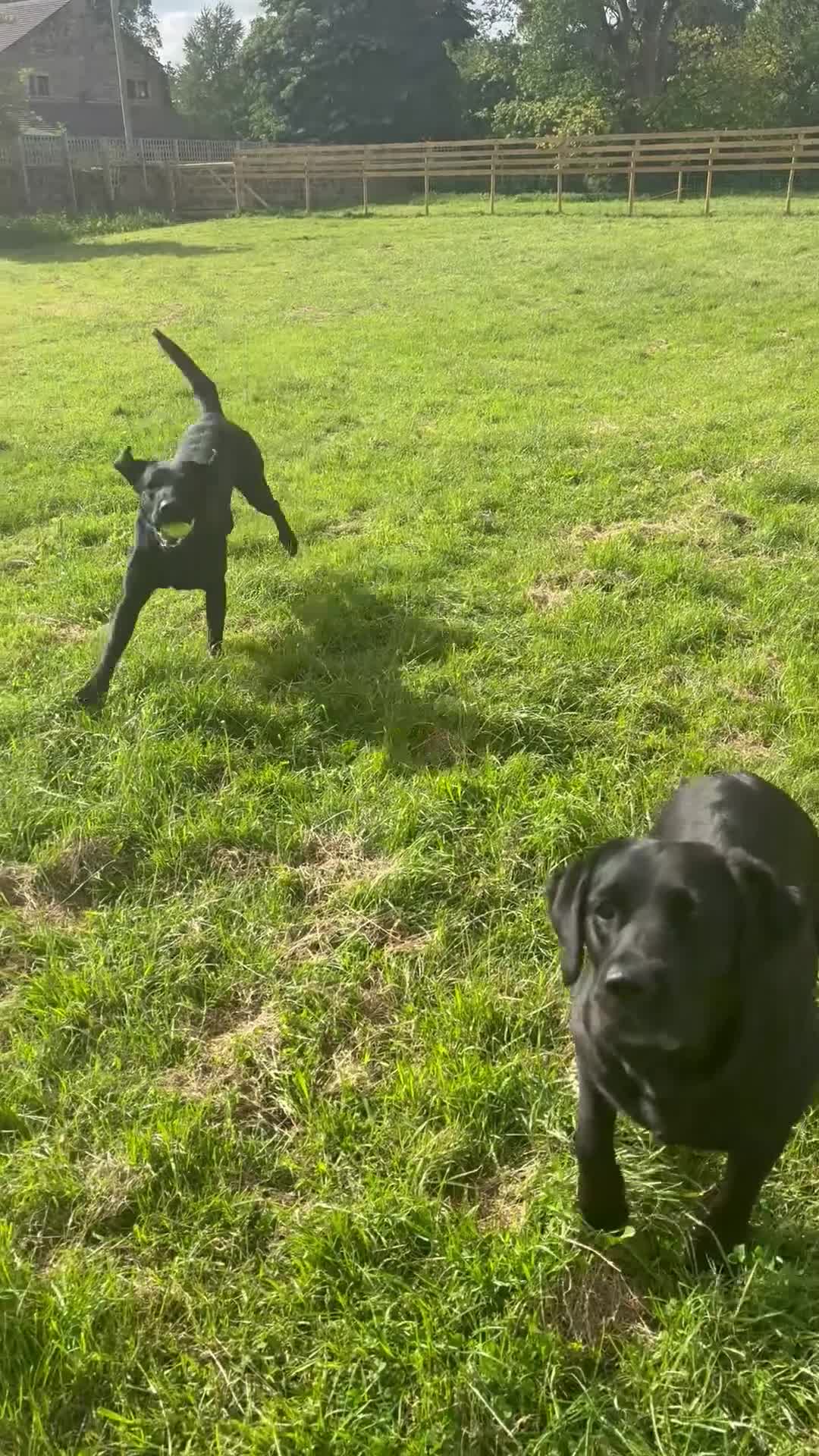 Labrador Retriever dogs for sale: Labrador  - Video 1