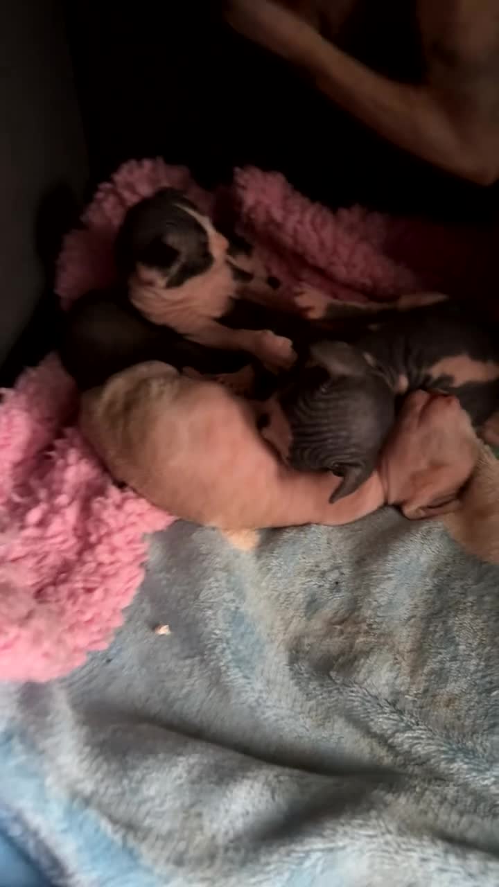Sphynx cats for sale: 5 Beautiful Sphynx Babies  - Video 2