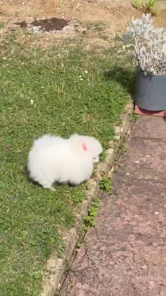 Pomeranian dogs for sale: Stunning Tiny Pomeranian Puppy Girl Available in London - Video 1