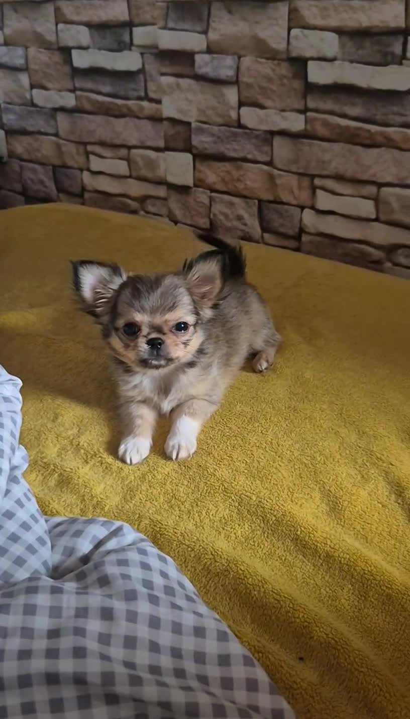 Chihuahua dogs for sale: Beautiful long haired chihuahua girl  - Video 1
