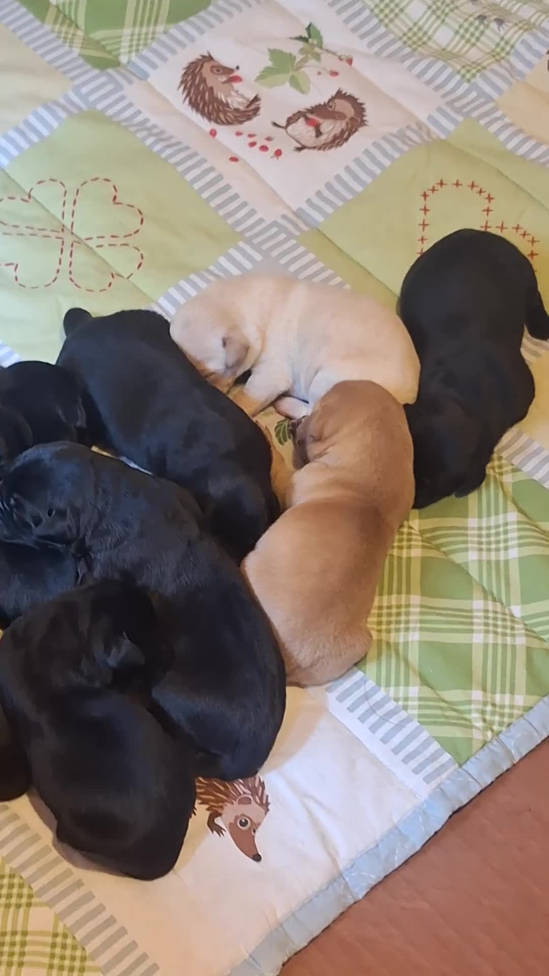 Labrador Retriever dogs for sale: Labrador Pups from Health Tested Parents. - Video 1