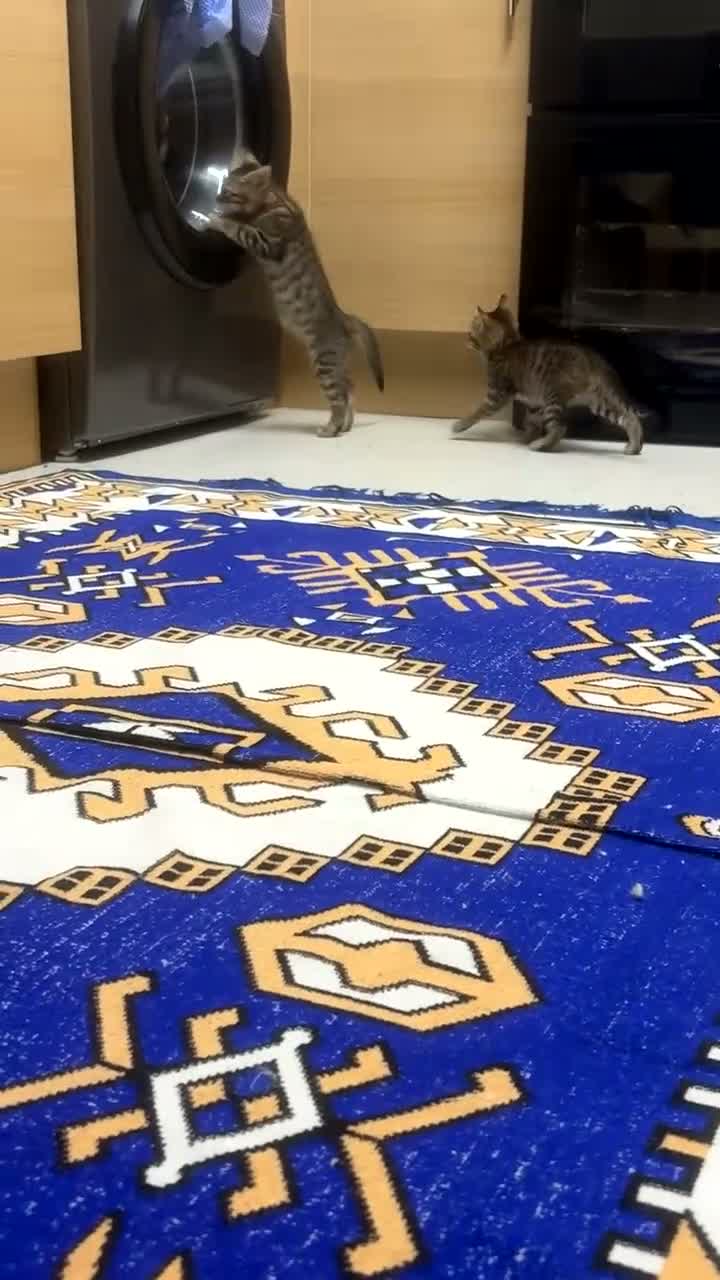 Mixed Breed cats for sale: 2 gorgeous tabby kittens - Video 2