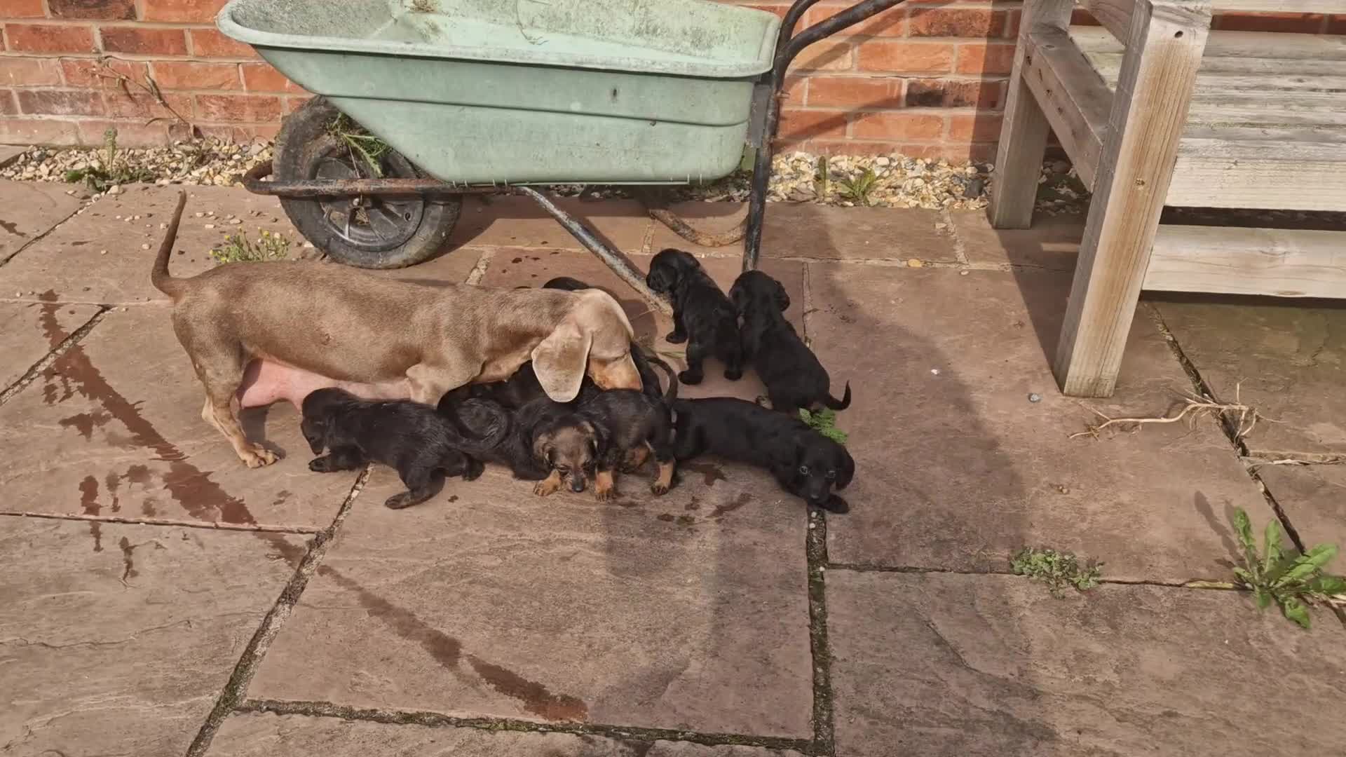 Doxiepoo dogs for sale: 9 beautiful doxiepoo puppies for sale  - Video 1
