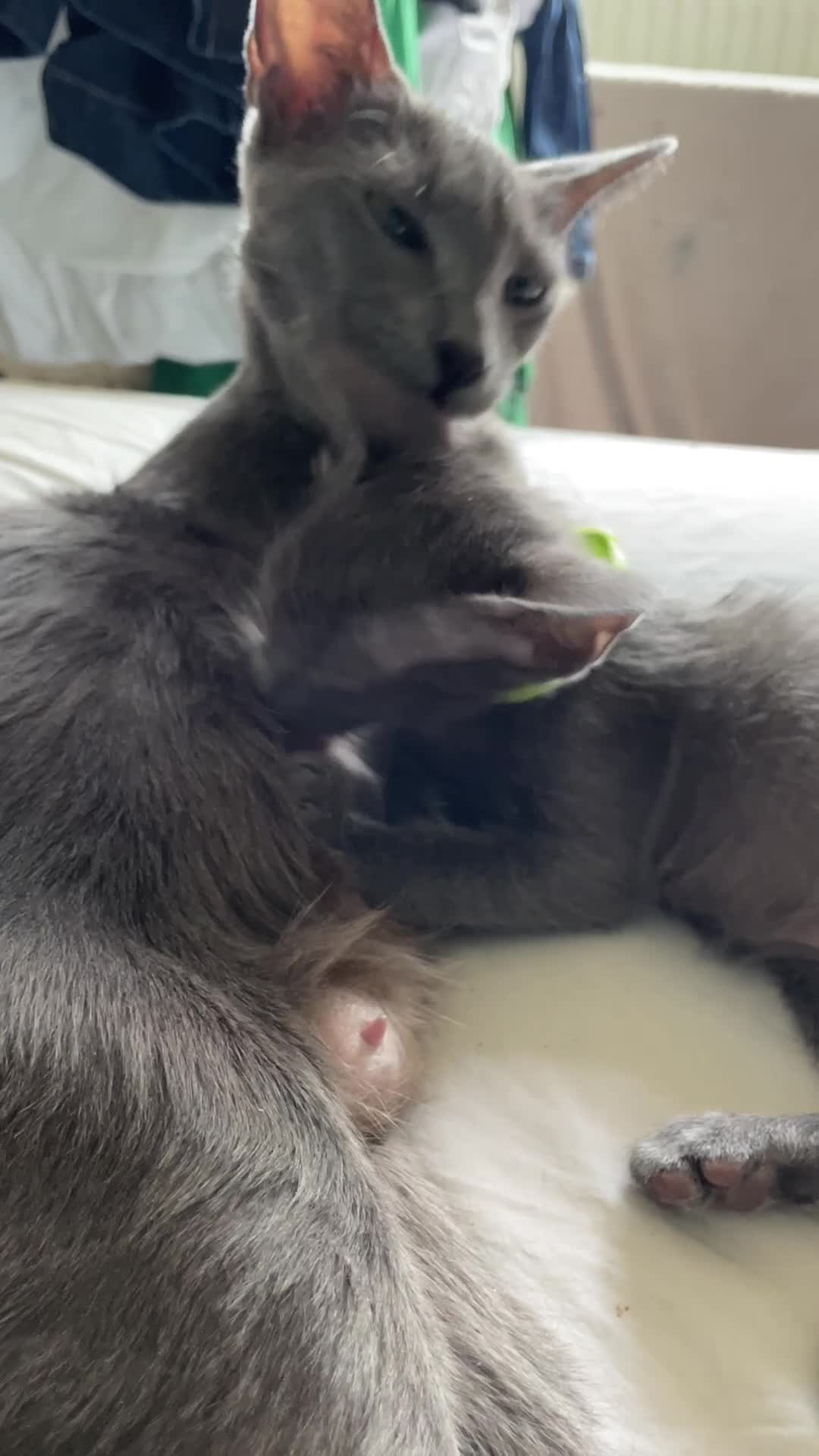 Oriental cats for sale: 7 stunning oriental kittens available now - Video 1