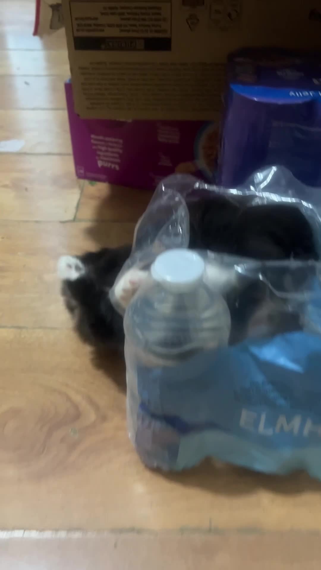 Mixed Breed cats for sale: Cute and playful - Video 1